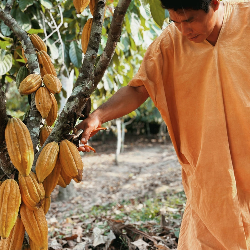 Benefits of drinking raw cacao
