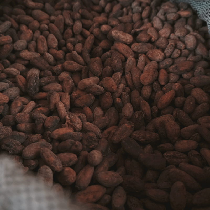 Ashaninka Wild-Crafted Cacao: Taste the Amazon